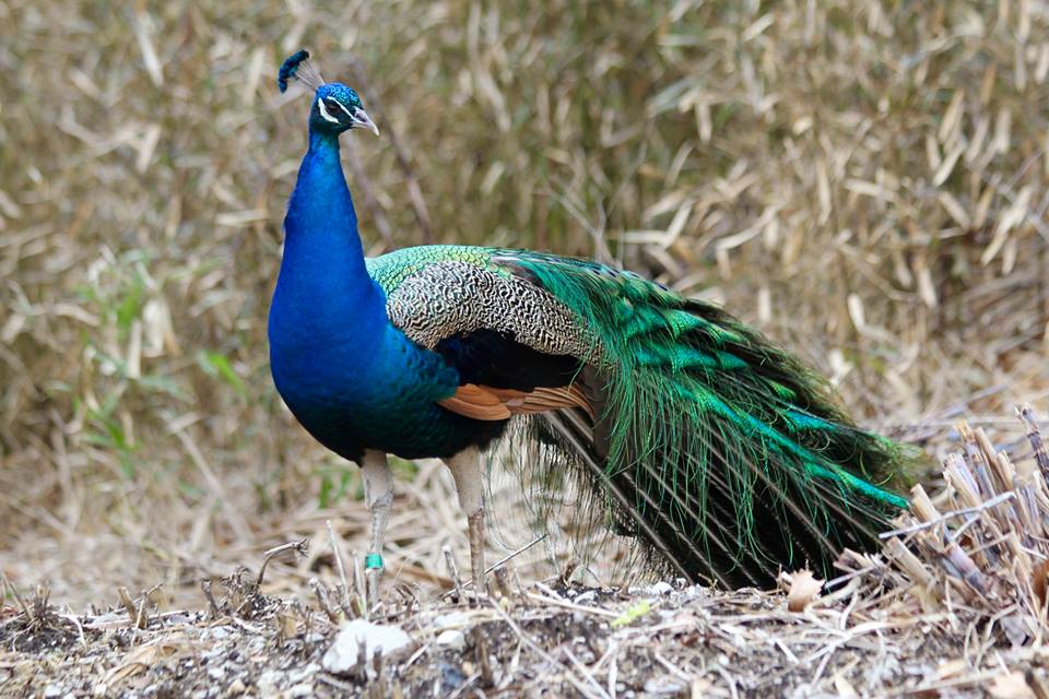 The peacocks are now... - Mesker Park Zoo & Botanic Garden | Facebook