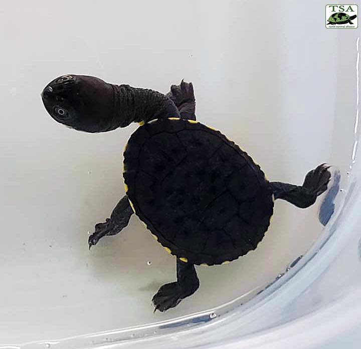 Ever wonder what the bottom of... - Turtle Survival Alliance | Facebook