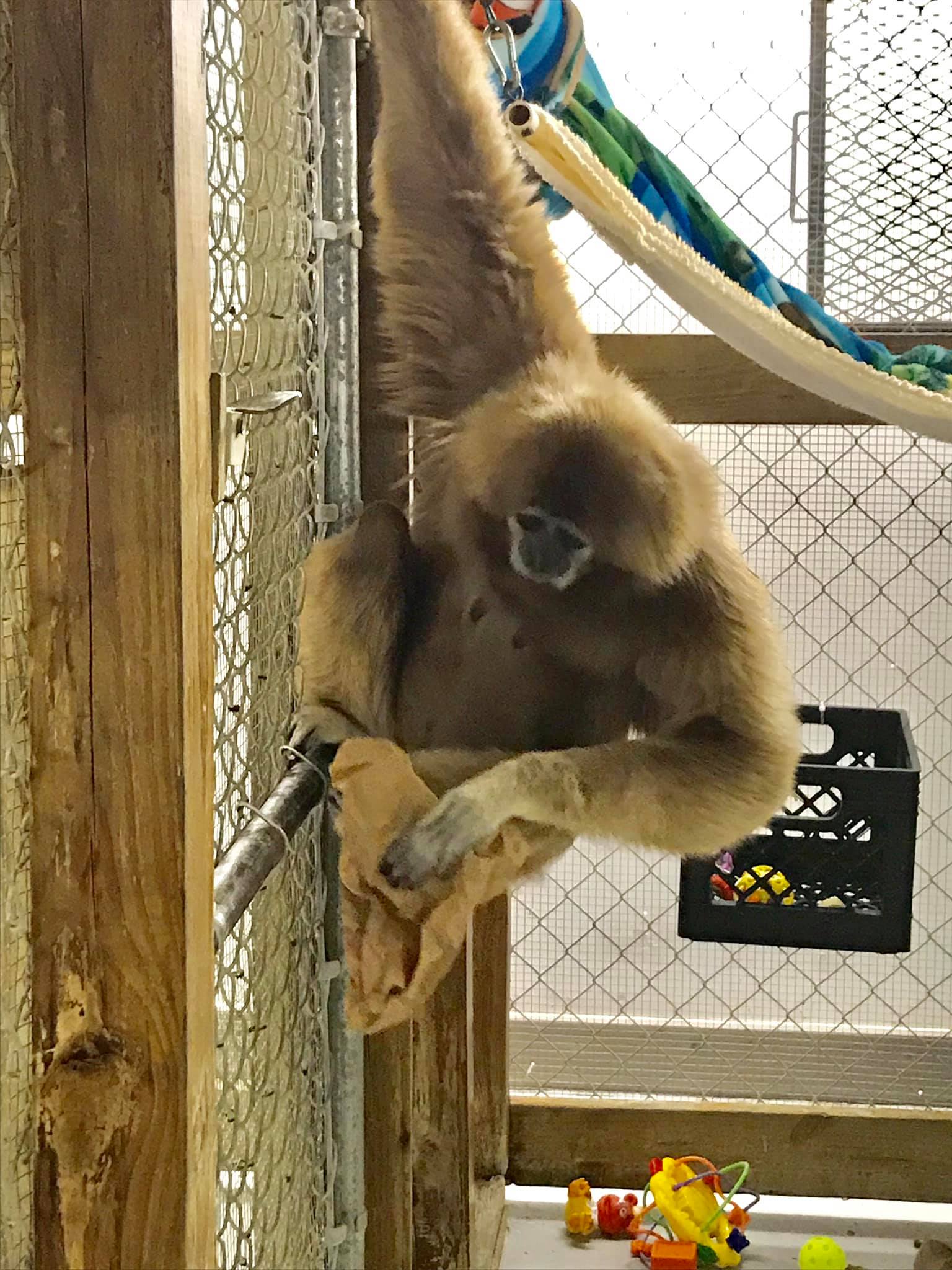 American Primate... - American Primate Educational Sanctuary