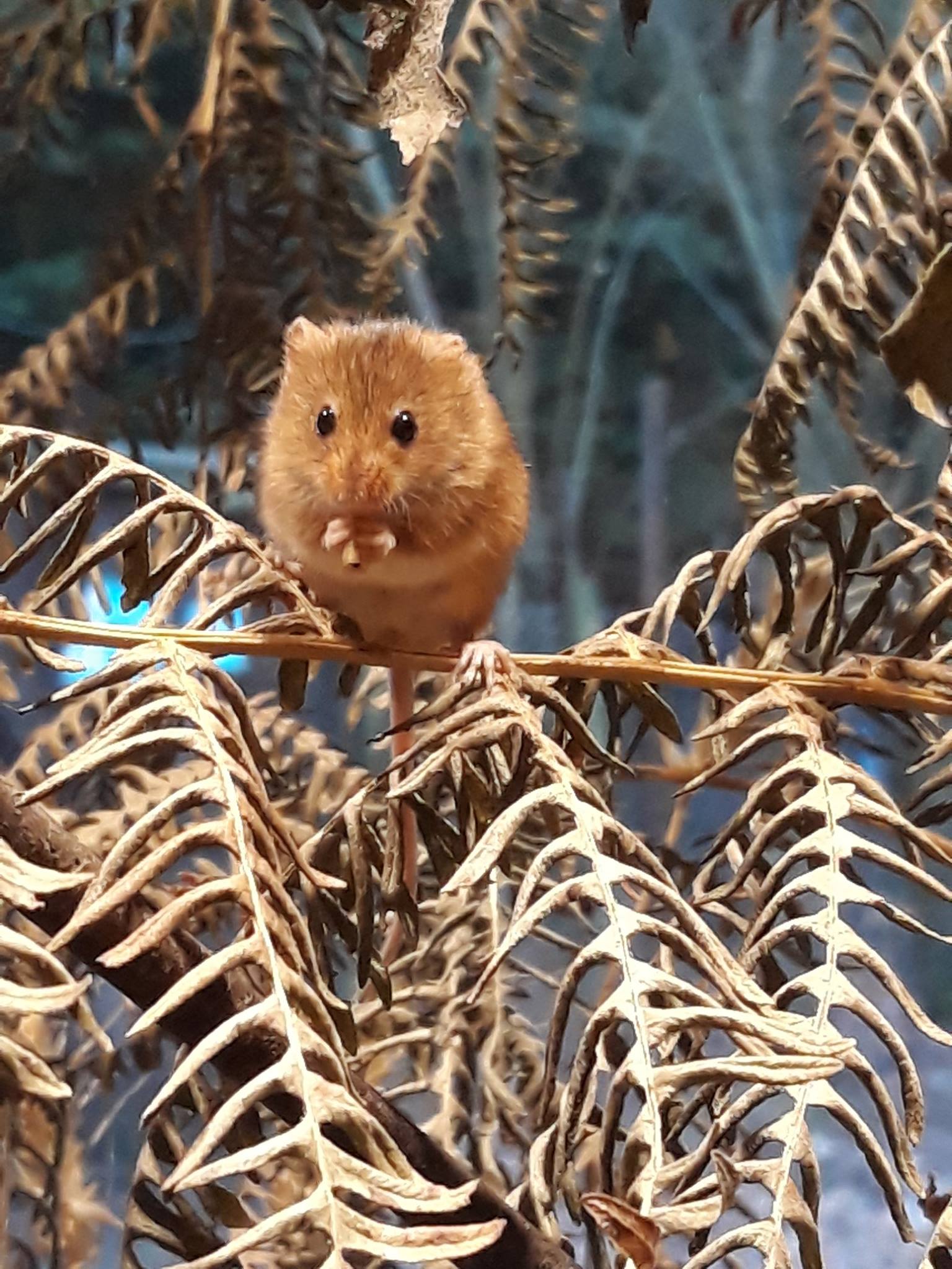 wildwood-kent-our-conservation-team-are-taking-some-facebook