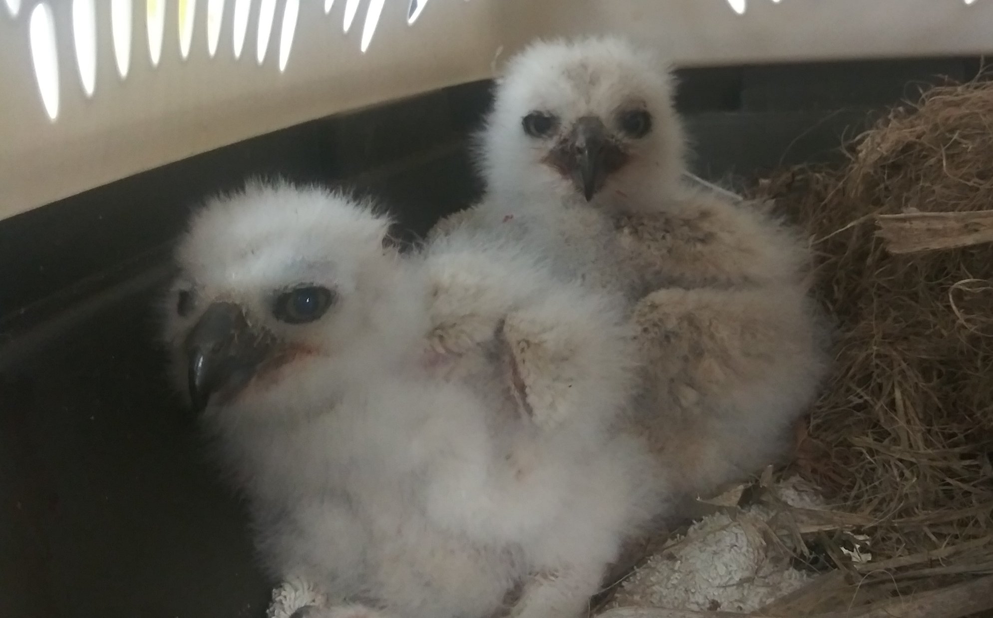 Meet our newest patients and first baby raptors of the year! These two ...