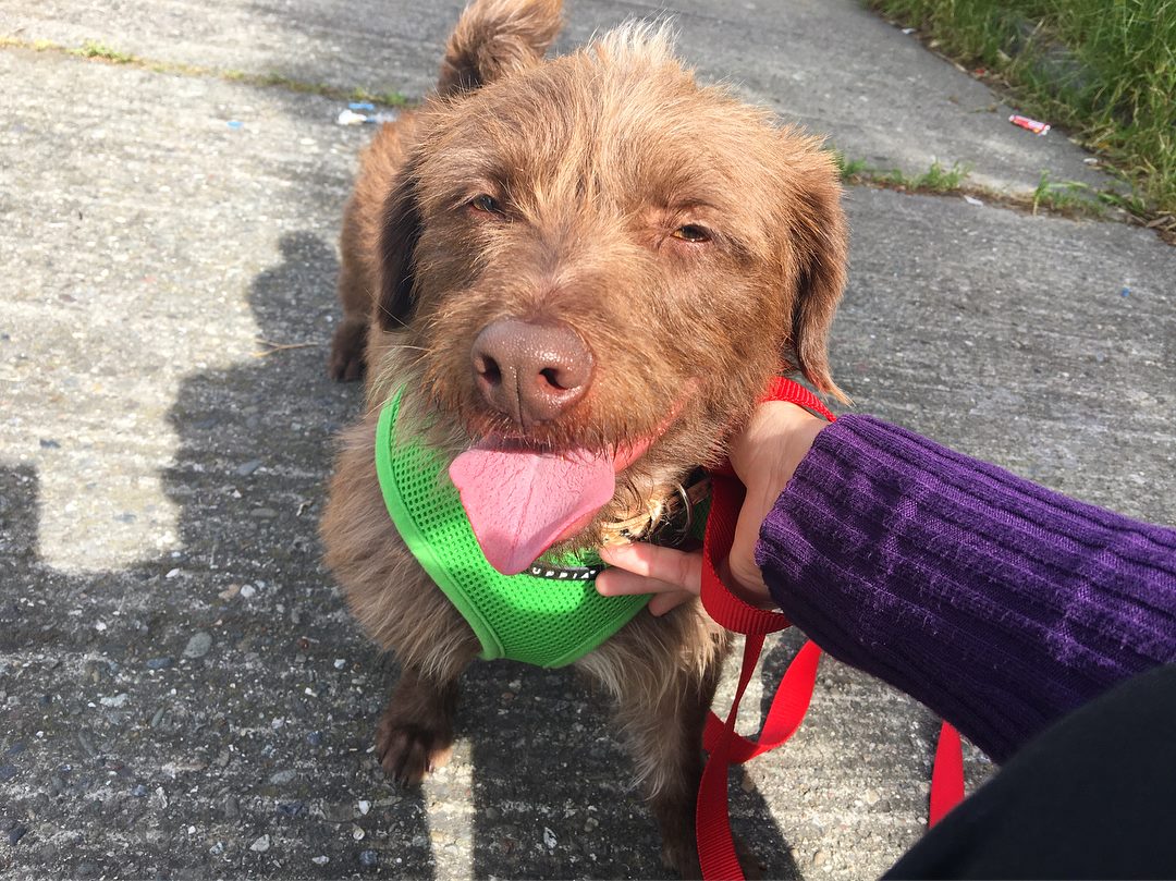 Meet Choco! Choco was a stray pup... - Family Dog Rescue | Facebook