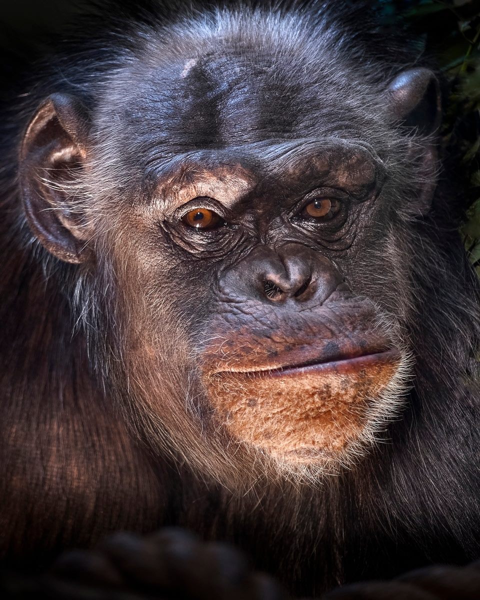 Edinburgh - Check out this beautiful portrait of Edith, one of our ...