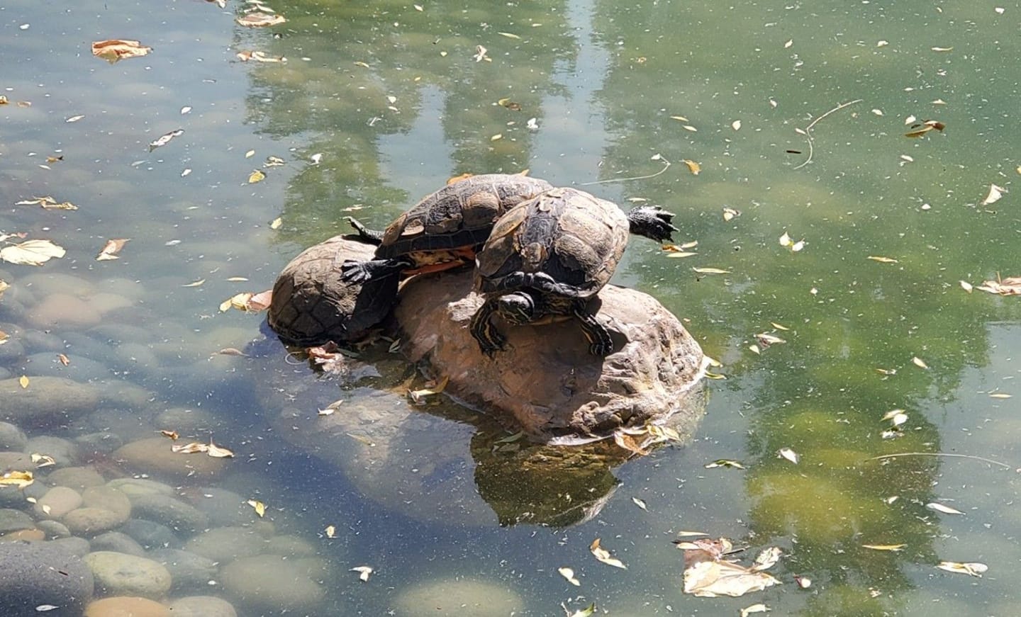 The VMware Turtles