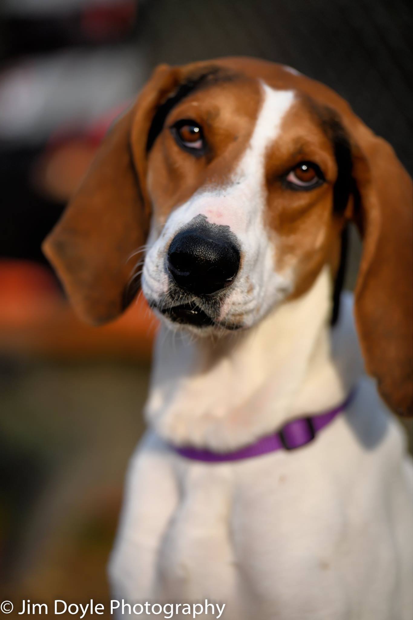 Adopt Zeus, a one-year-old hound mix in Port Washington, NY