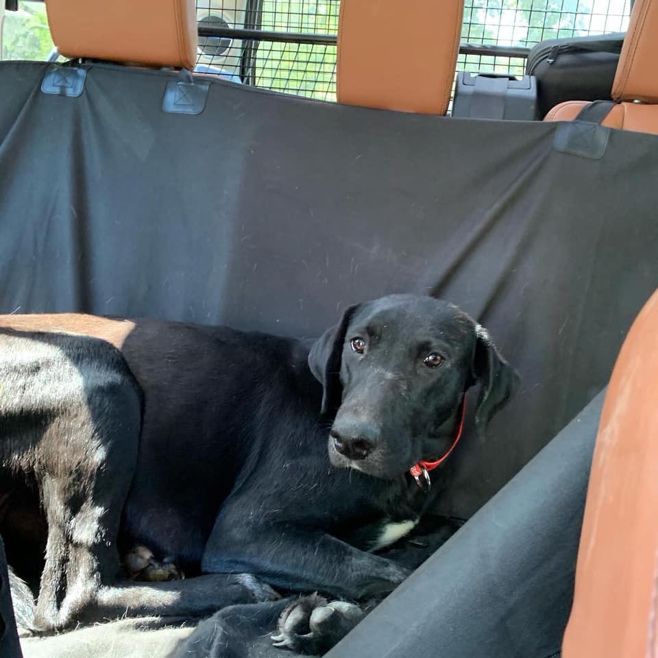 Atlanta Lab Rescue - “We have 51 dogs and puppies and do not have room ...