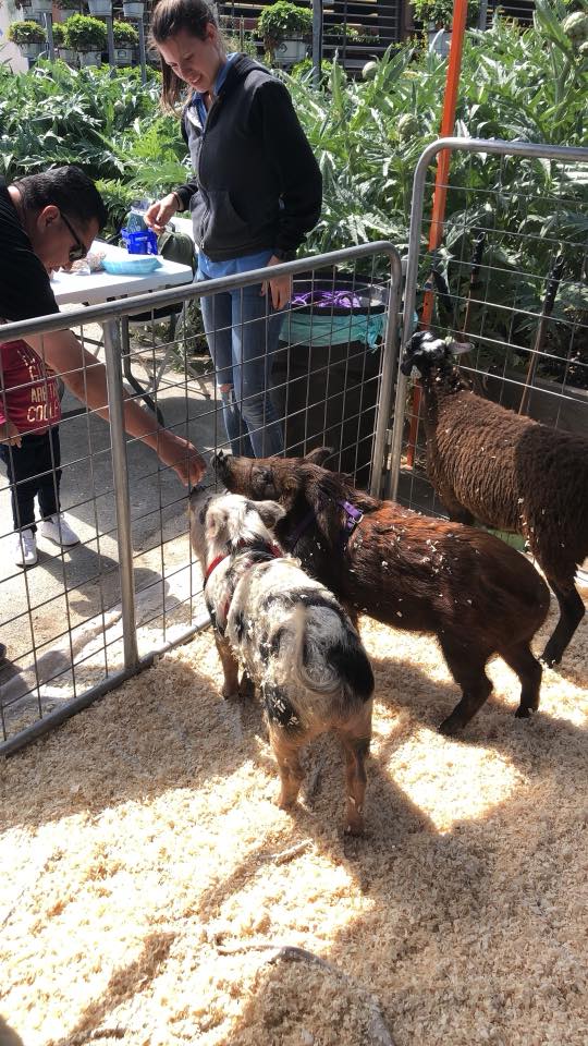 Fairplex - Beautiful, fun day at Spring in The Farm! 🌞🌿
