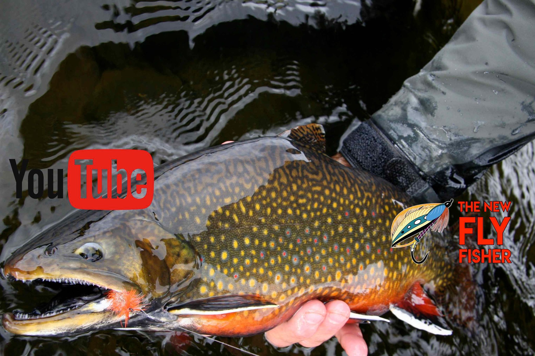 The New - Our featured fish for the banner, nice Brook Trout
