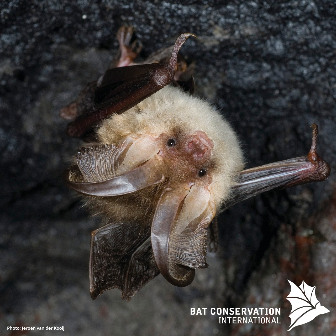 Bat Fact: Bats are the... - Bat Conservation International | Facebook