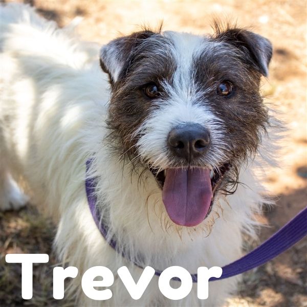RSPCA ACT - When Trevor came to us he wasn't an easy young...