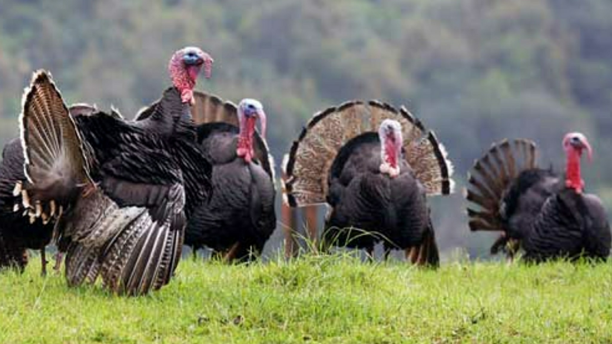 Raising Turkeys 101 | First time turkey owner looking for advice | Facebook