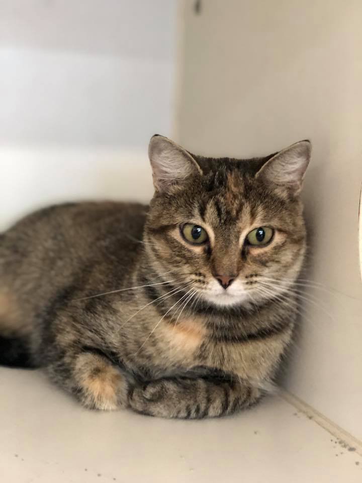 Meet CATSY Kline... - Clinton County Humane Society - IL | Facebook