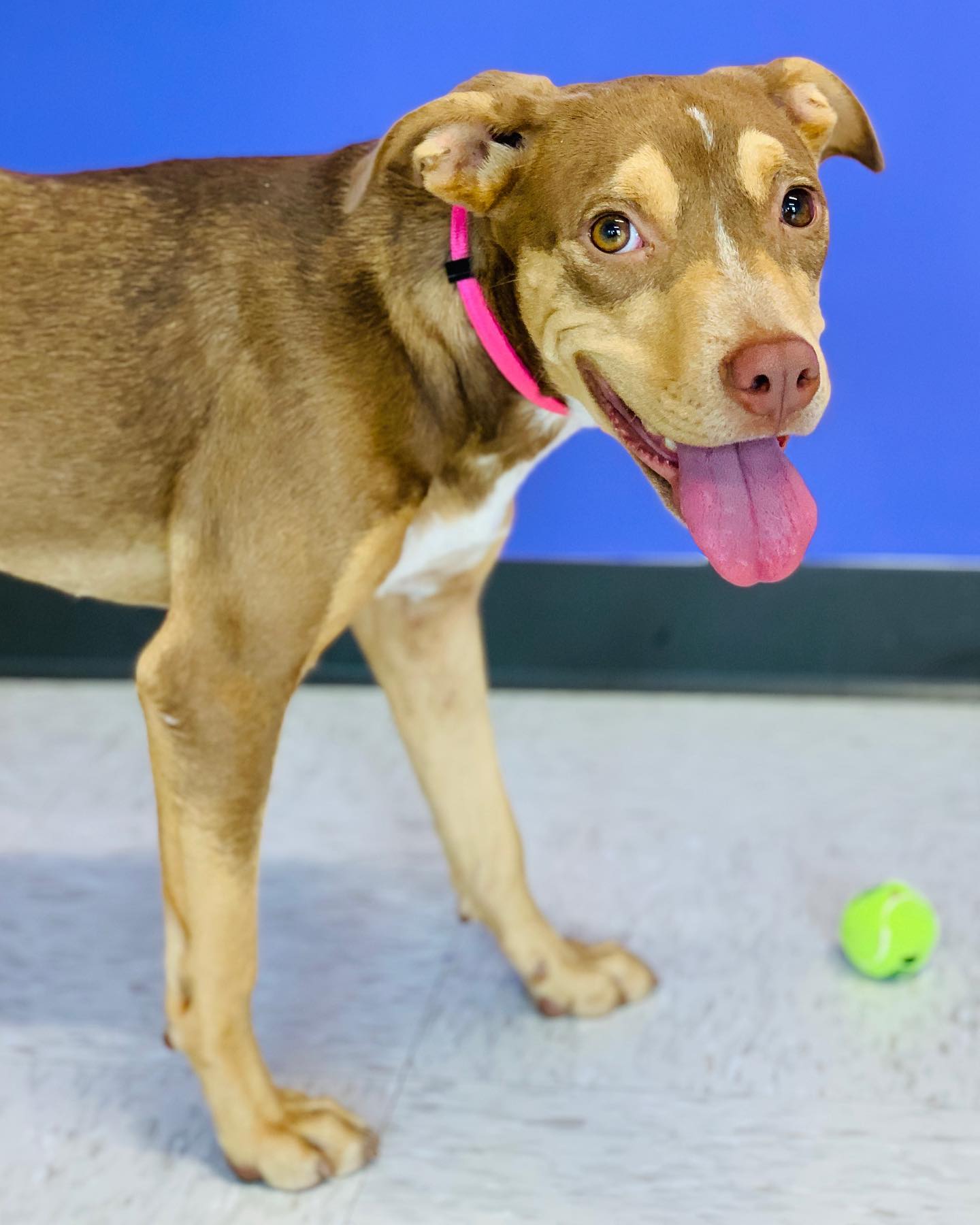 Holly is a very gentle... - The Broome County Humane Society