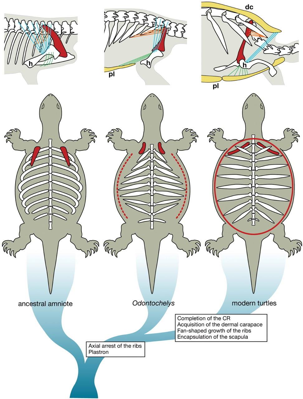 Here is a fun shoulder blade fact... - UL Lafayette Biology