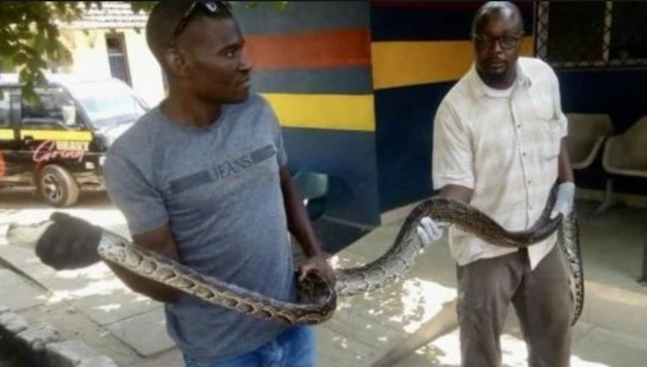 NTV Kenya - Man jailed 2 years for having a python... | Facebook