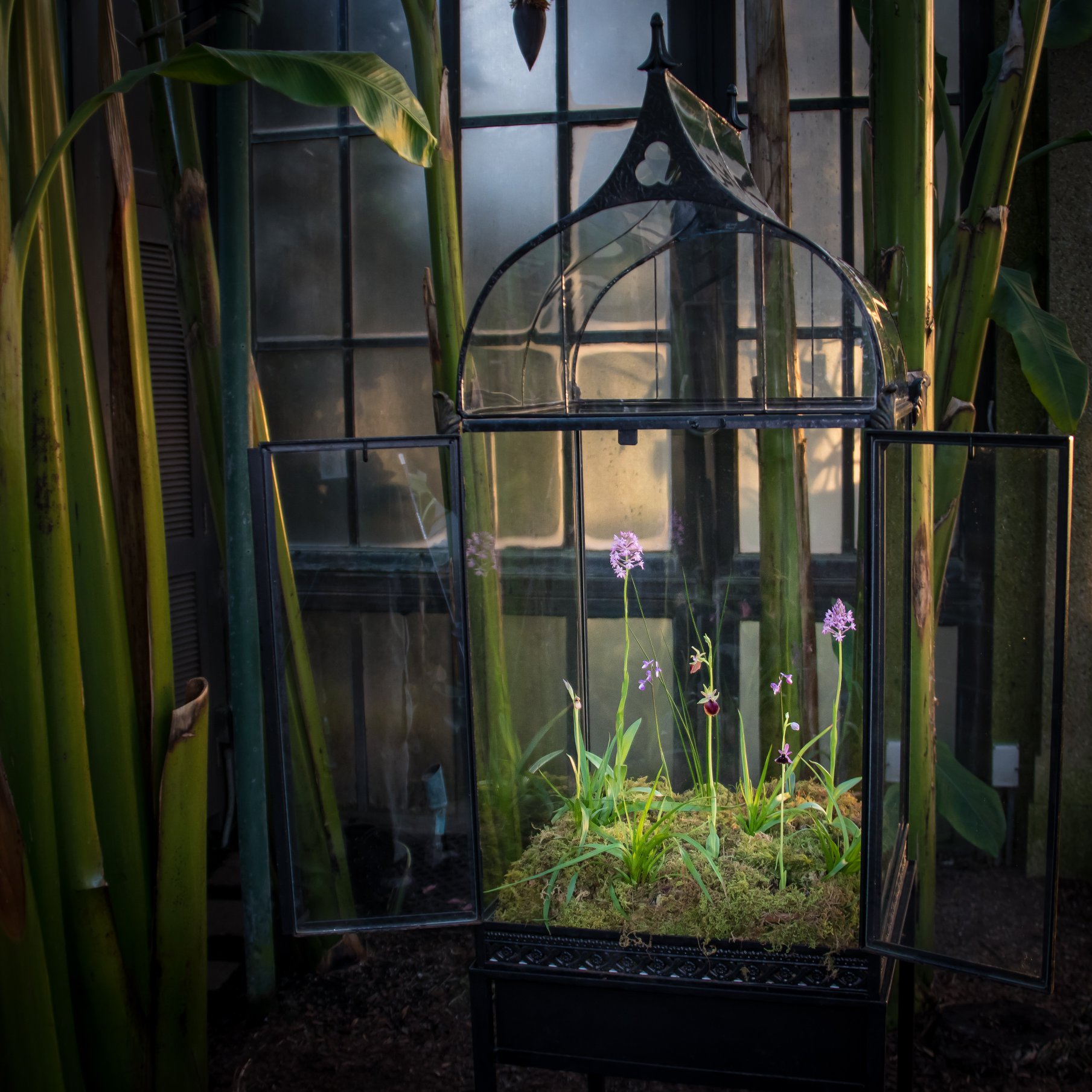 Photo inspiration: Gallery Detail: Longwood Gardens These Orchids Are All Cool Growing Terrestrials That