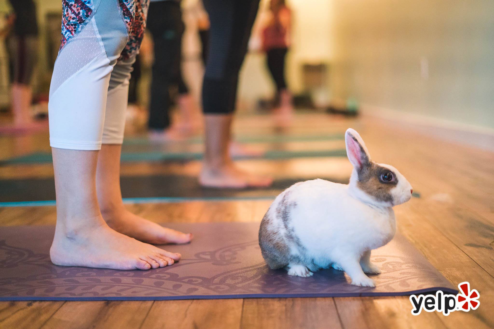 Orlando Rabbit Care & Adoptions | Longwood FL