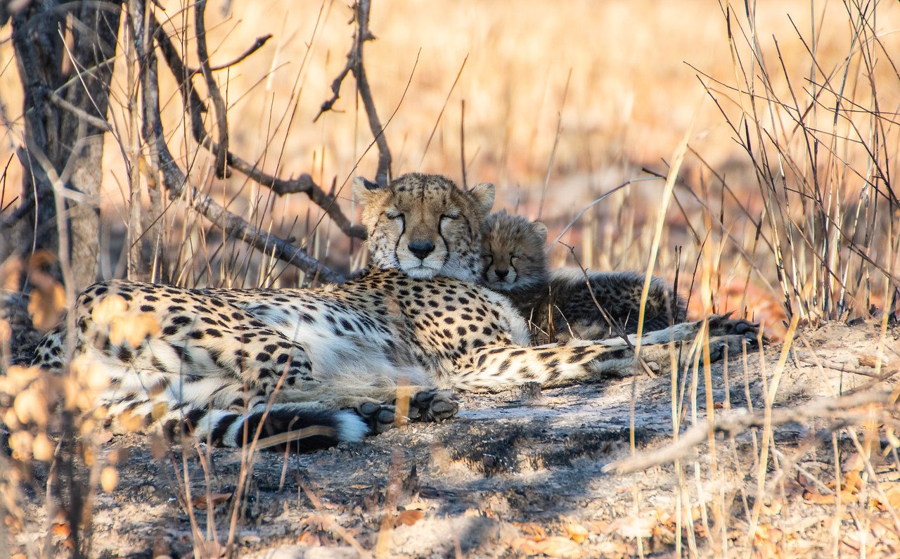 Zambian Carnivore Programme - We welcomed another cheetah into Zambia's ...