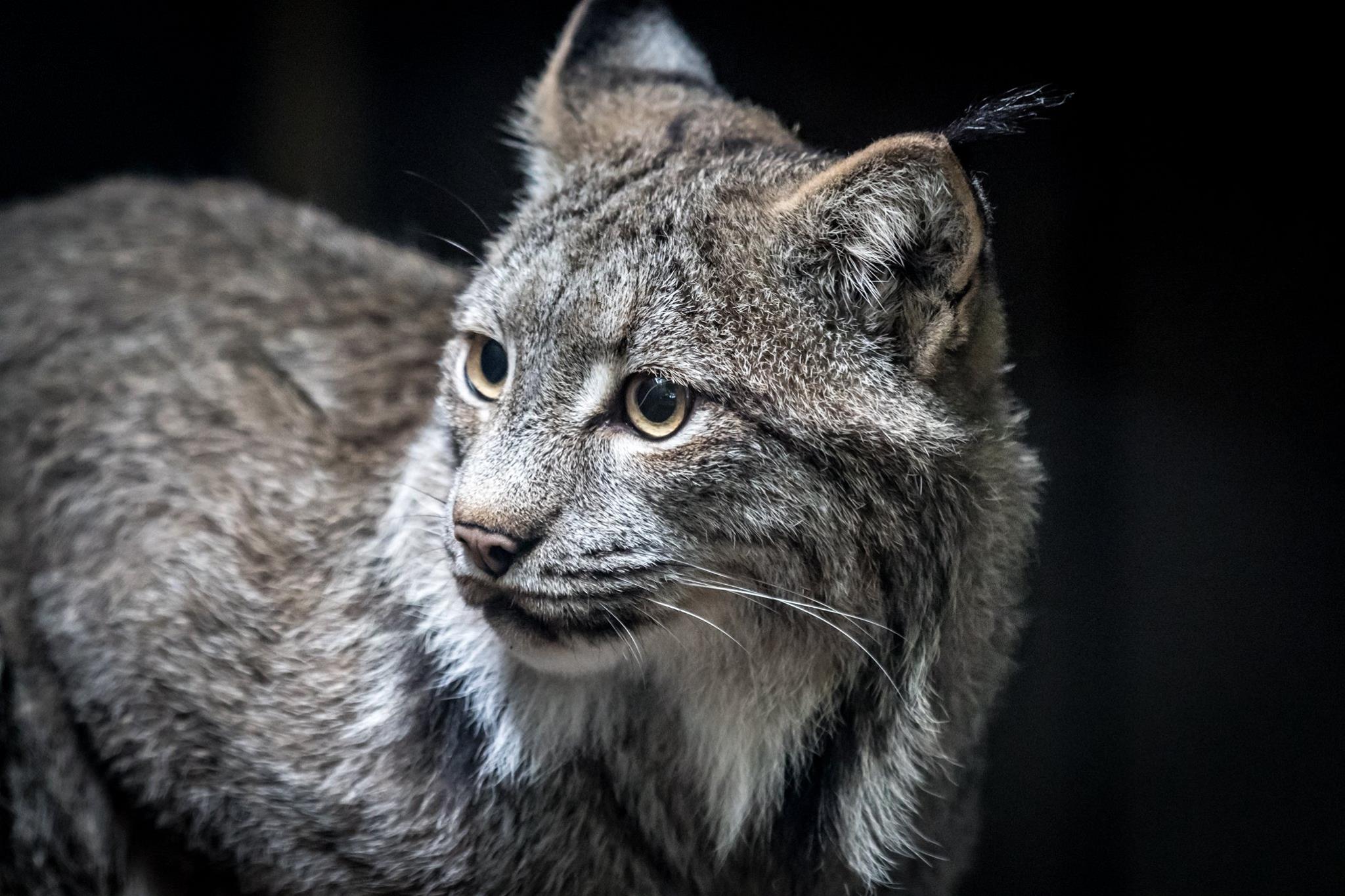 なつかしいLynx Canadian lynx and their love for boxes