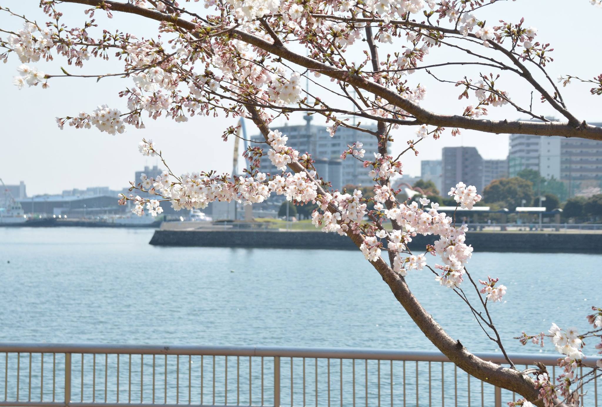 Commander - YOKOSUKA, Japan – The Sakura or cherry blossom trees