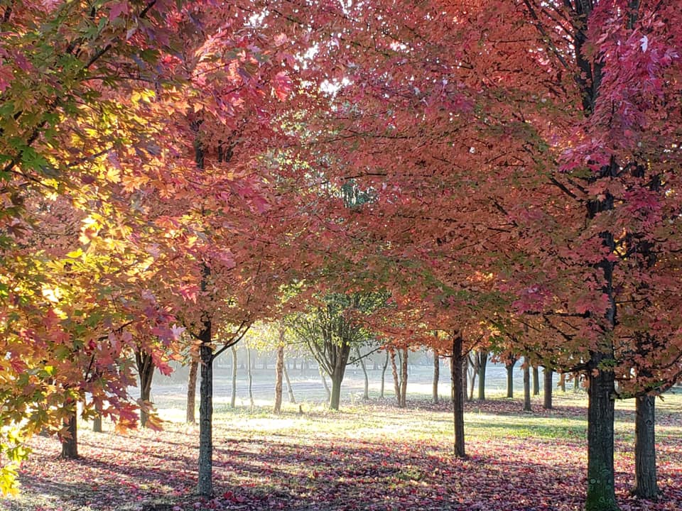 The Willow Green Gardens Photo’s that... - Funtiques Market