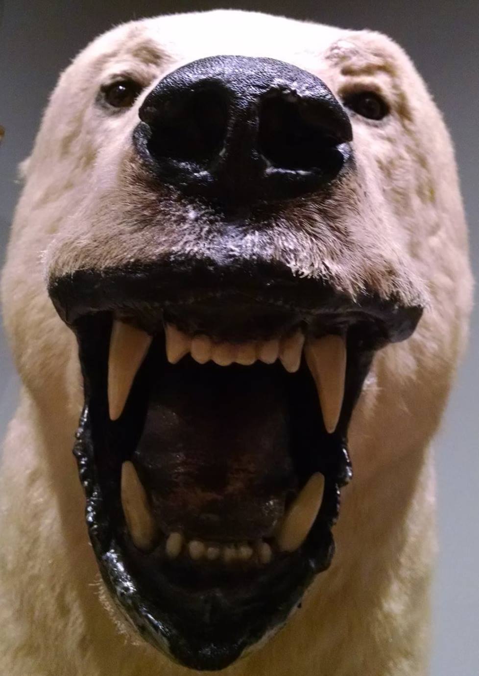 Polar World at the Carnegie Museum of Natural History is closing