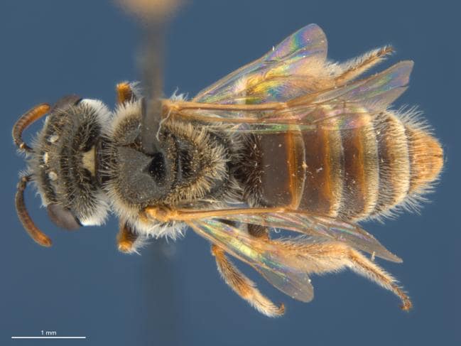 CSIRO - Have you heard of silk bees? They cover the inside of their ...