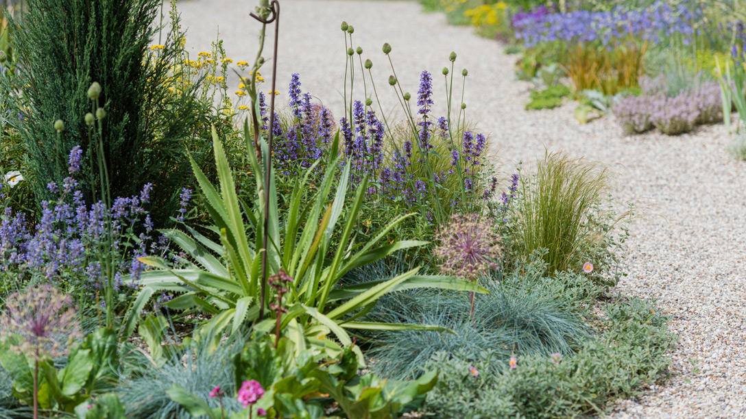 The Drought Resistant... - RHS - Royal Horticultural Society