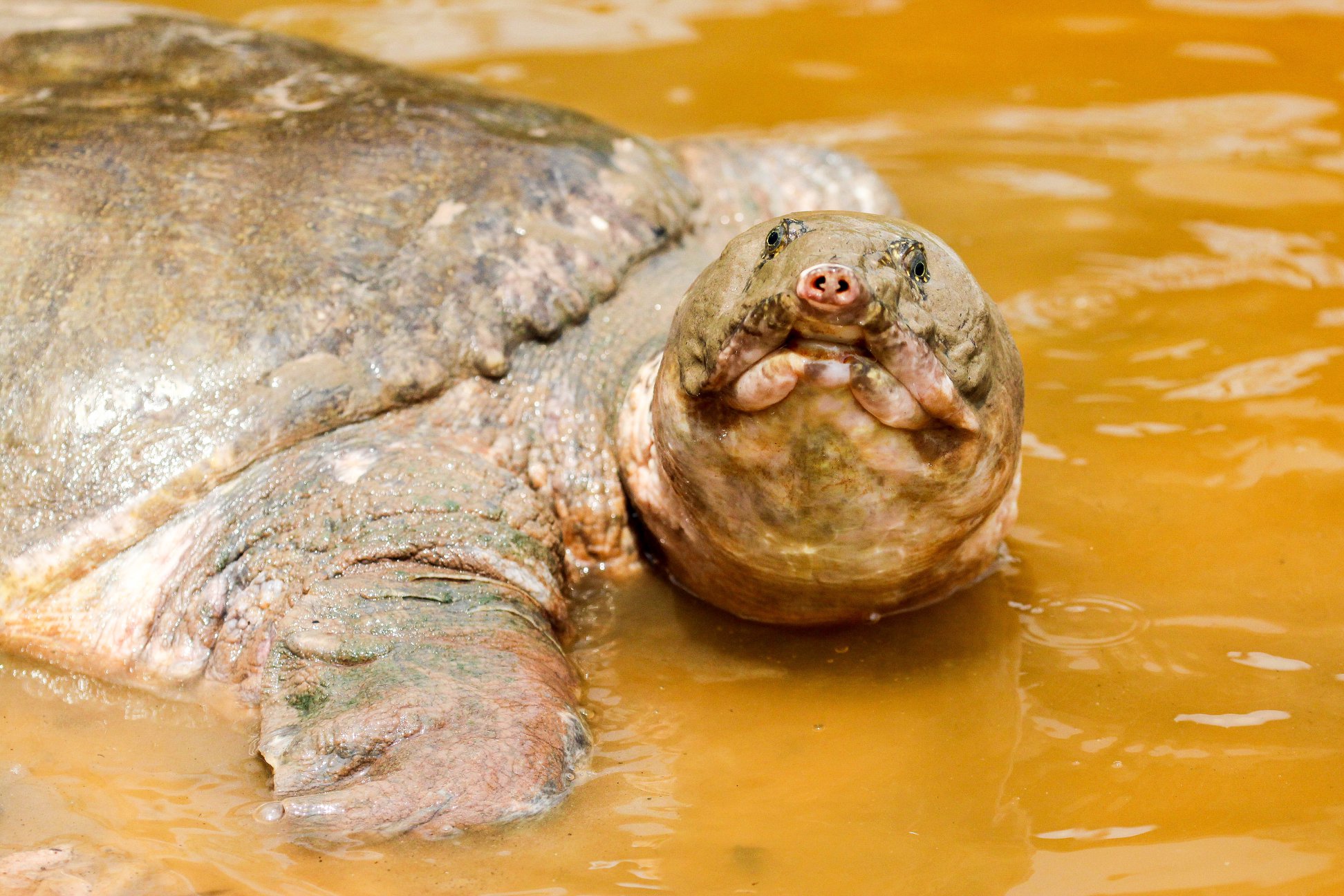 Turtles’ Savior Project