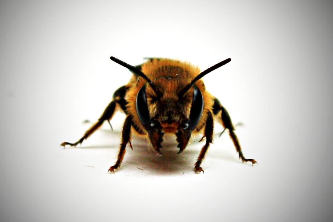Project Noah - Project NOAH Fact of the Day: Do bees sneeze? Because ...