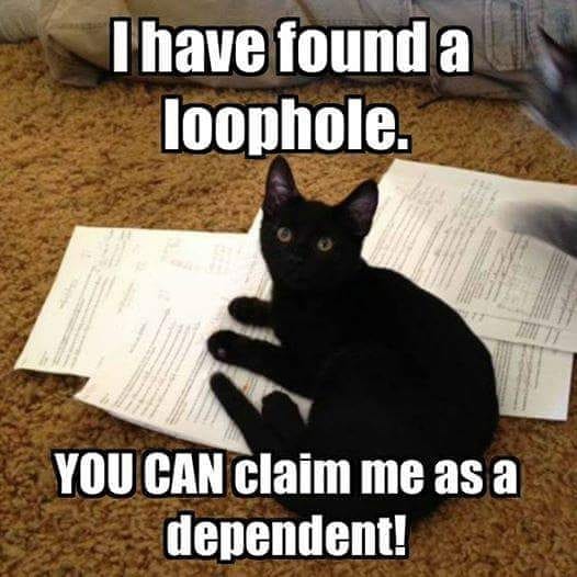 Can I Claim My Cat As a Dependent: Tax Benefits Guide