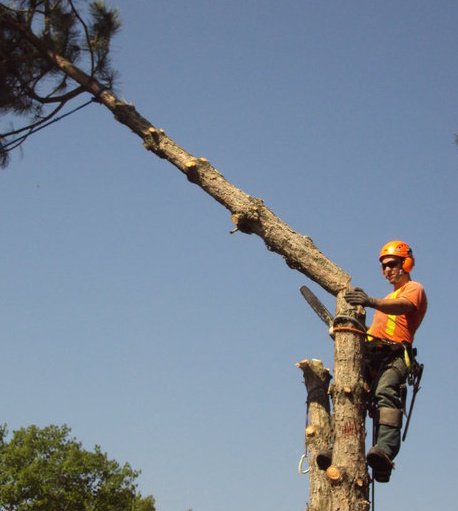TOP NOTCH TREE SERVICE | Facebook