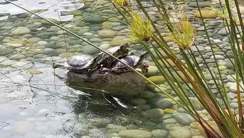 The VMware Turtles
