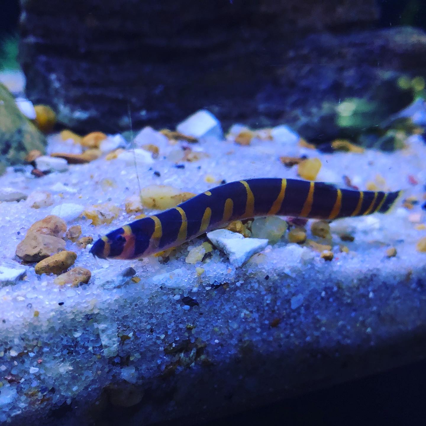 MemFish | Memphis TN