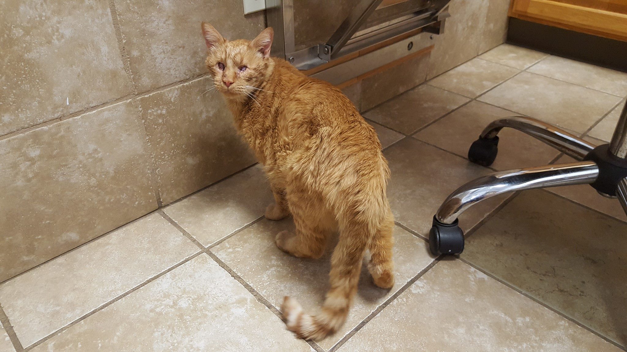 Help Humane - A True No Kill Animal Shelter - Anyone that comes in the ...