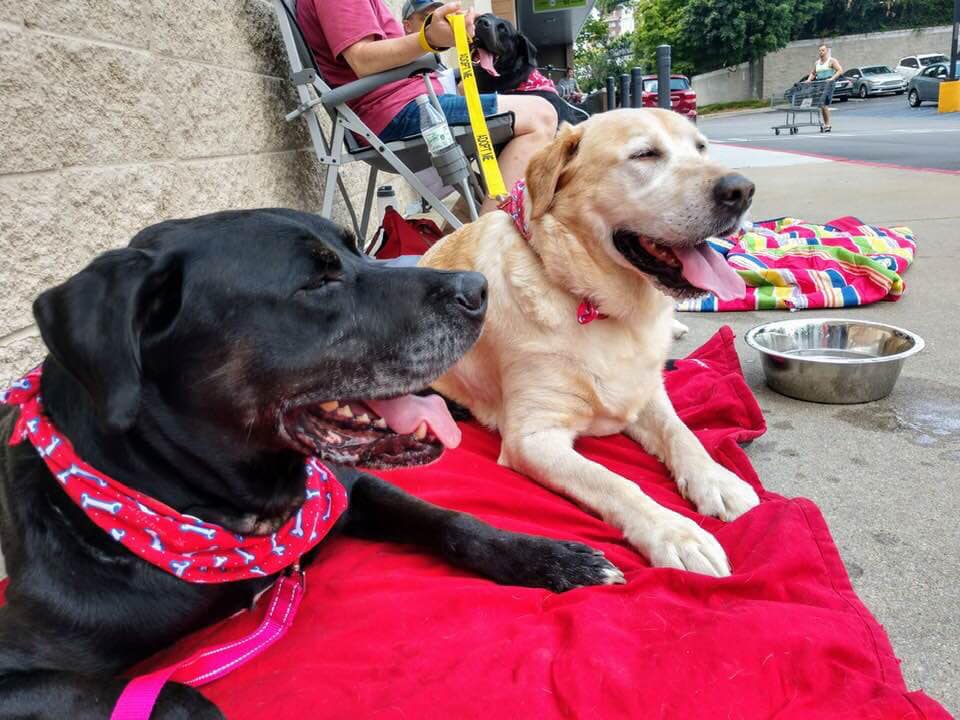 The pups (and vols and adopters)... - Atlanta Lab Rescue