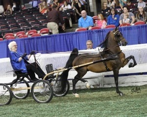 American Saddlebred Horse & Breeders Association - Don't forget about ...