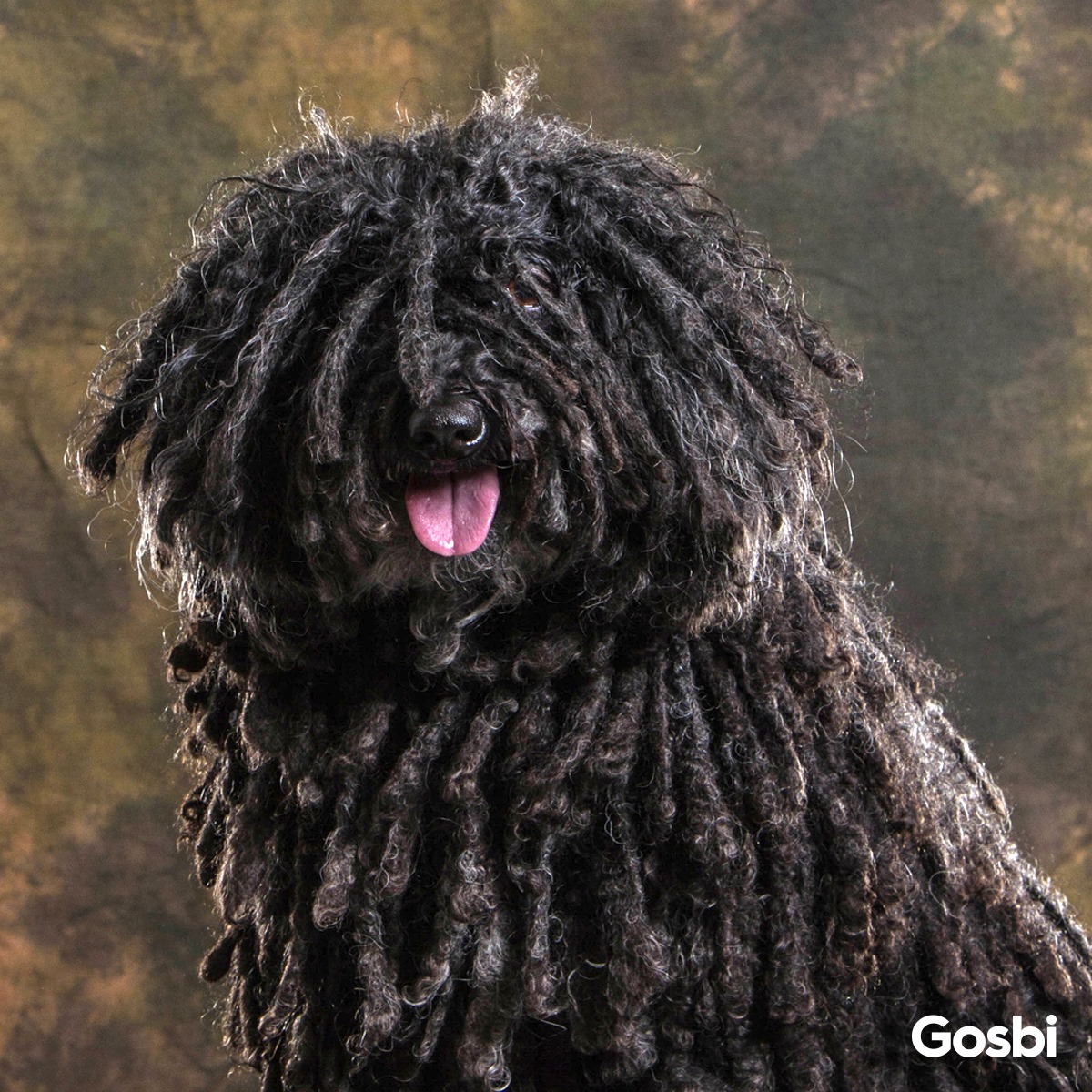 Gosbi - ️📝🐶Muchos de nosotros hemos visto en anuncios, fotos o por la ...