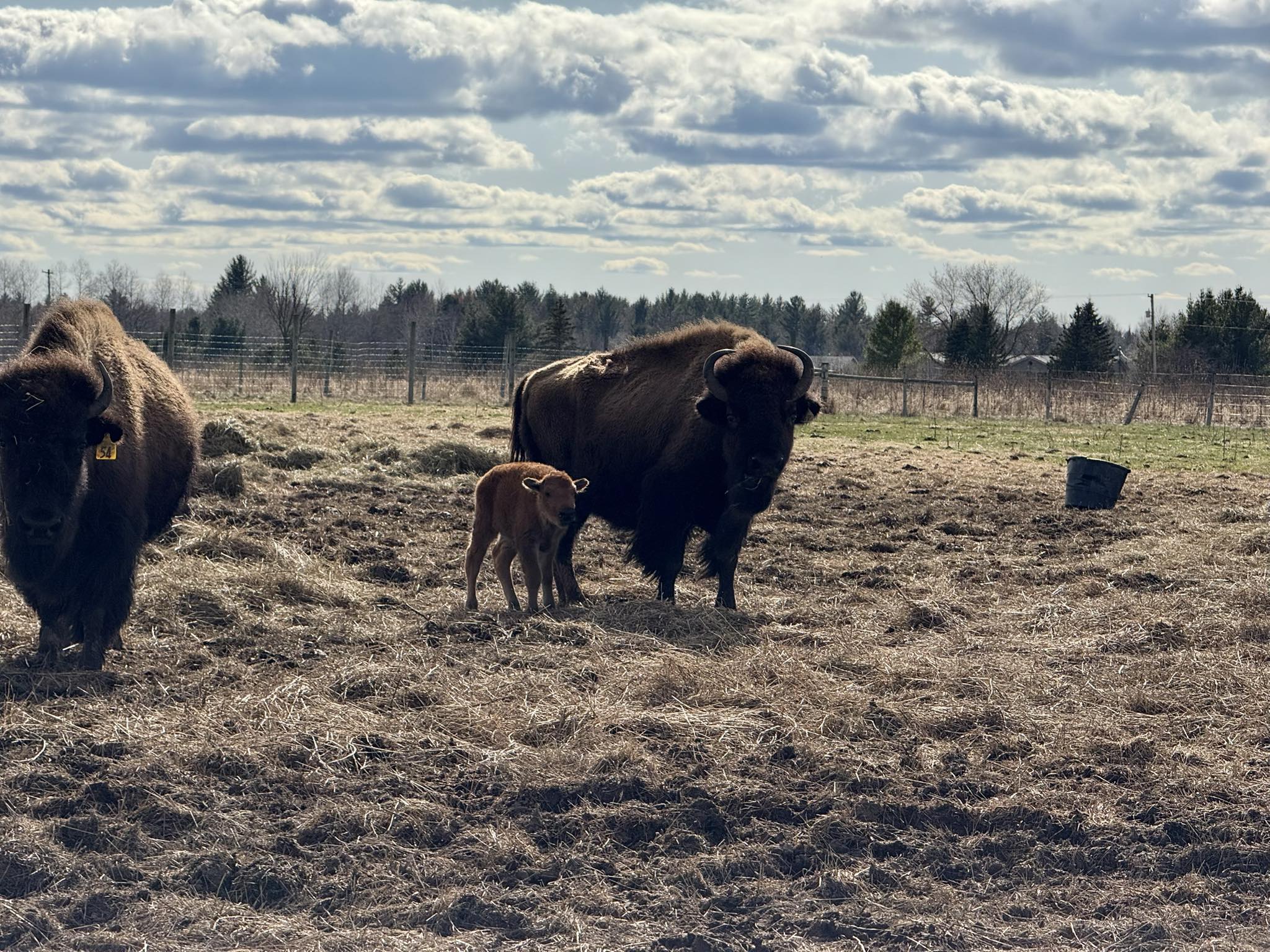 Maple Valley Ranch | Saint Helen MI
