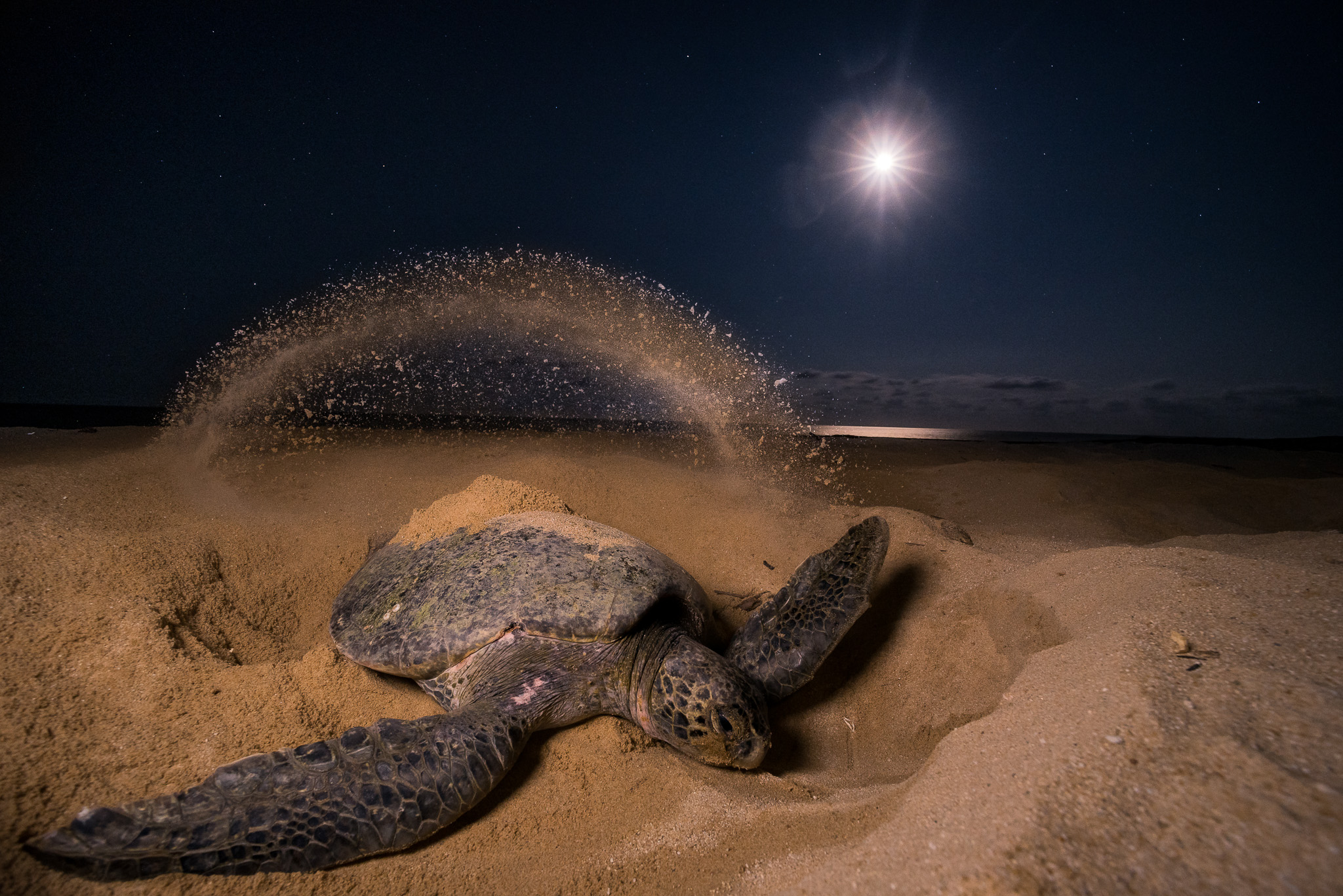 Michael J Fox And The Magical Sea Turtle Facebook