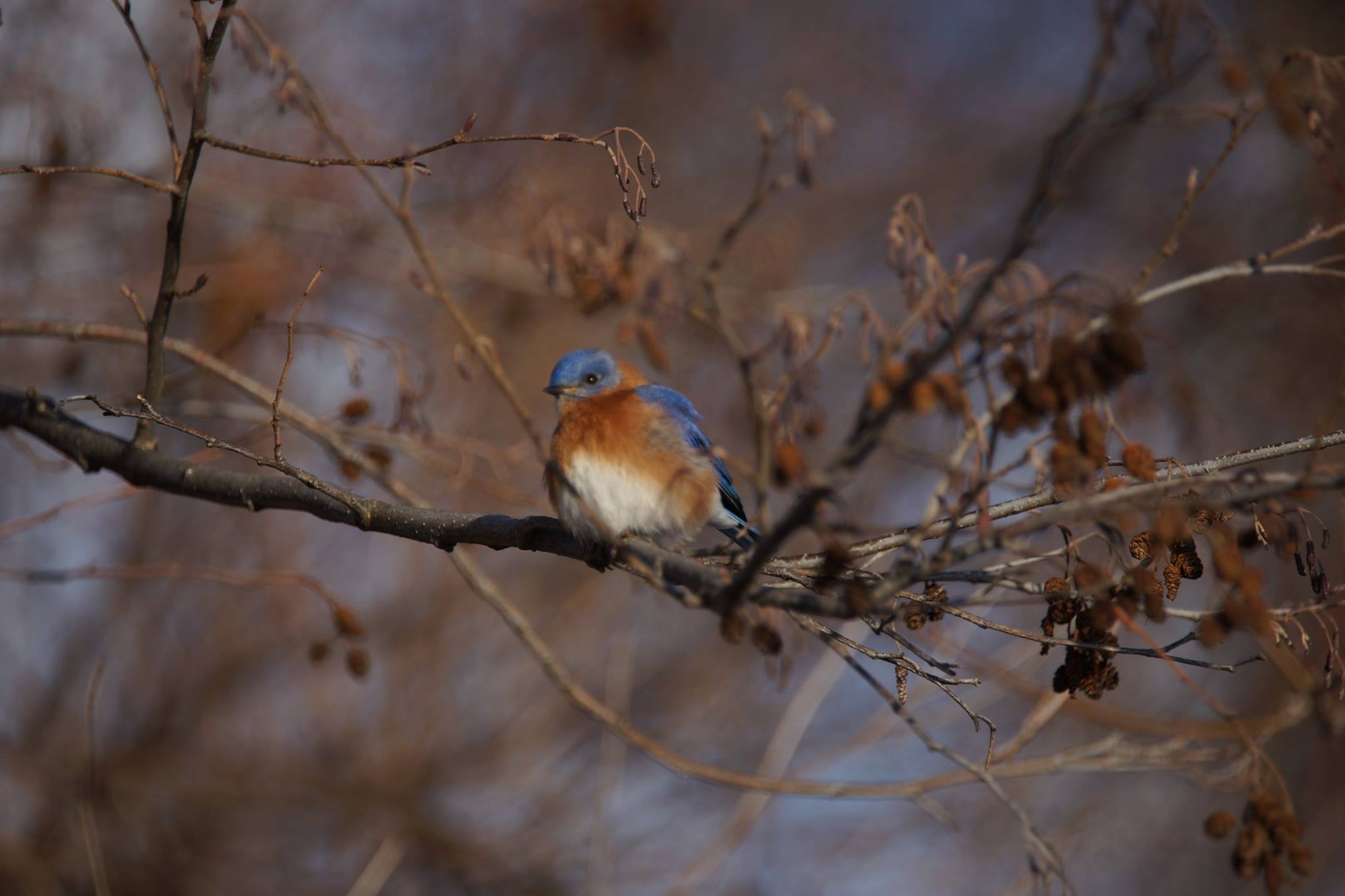 Western New York Land Conservancy - Bluebird (Photo by Dave Denk ...