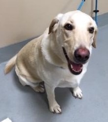 Atlanta - Beebo is a 3 year old, 77 pound sweet yellow lab that someone ...