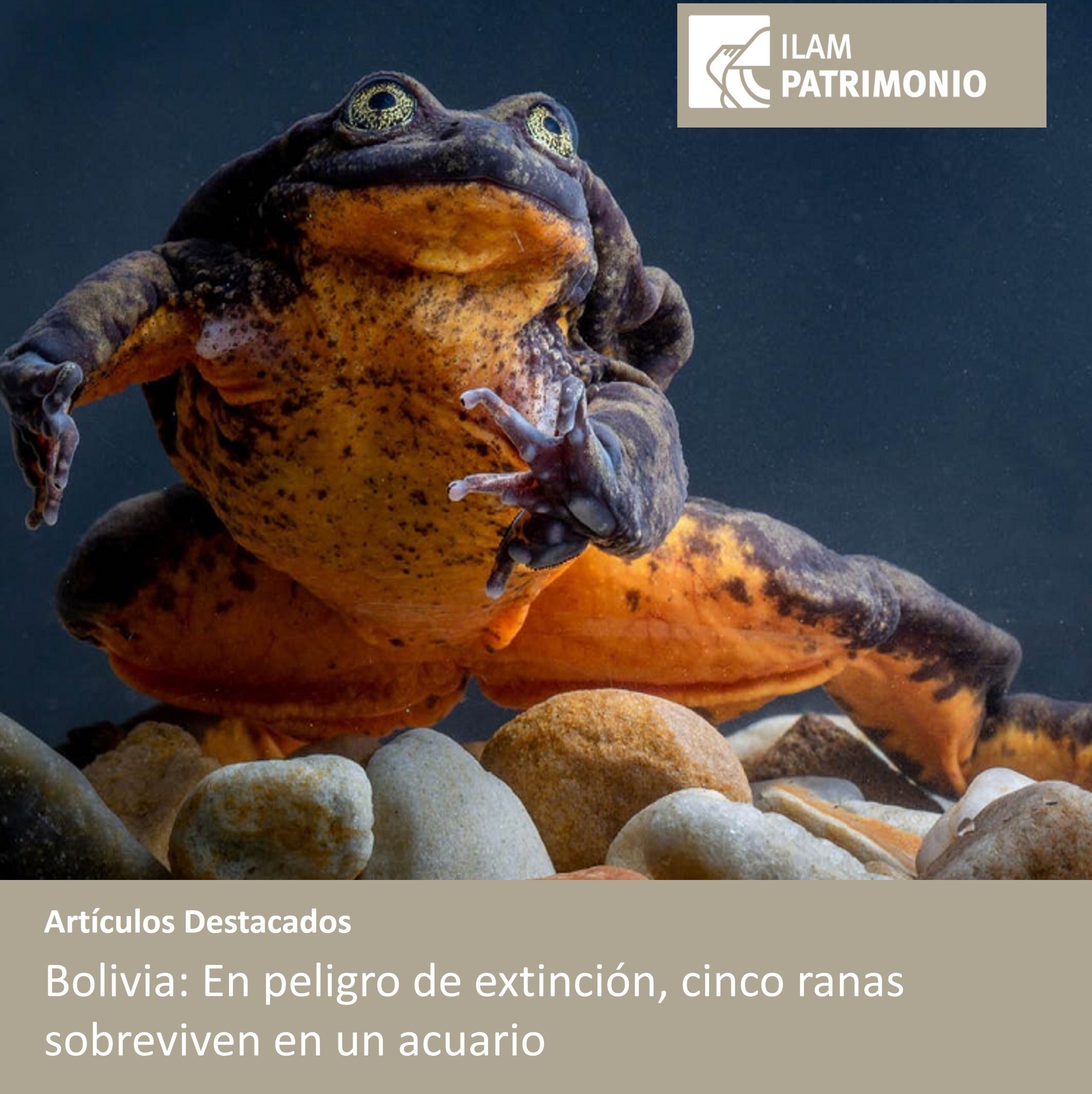 Instituto - #Bolivia: En #peligro de #extinción, cinco ranas sobreviven ...