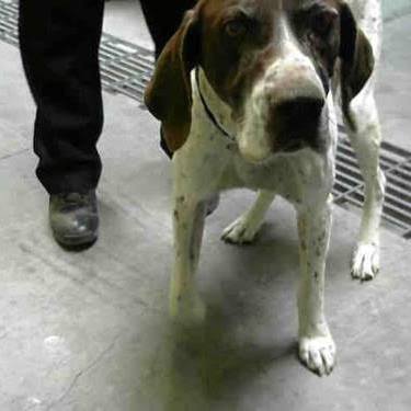 NorCal GSP Rescue - *RESCUED BY US!* Available male GSP in Stockton, CA ...