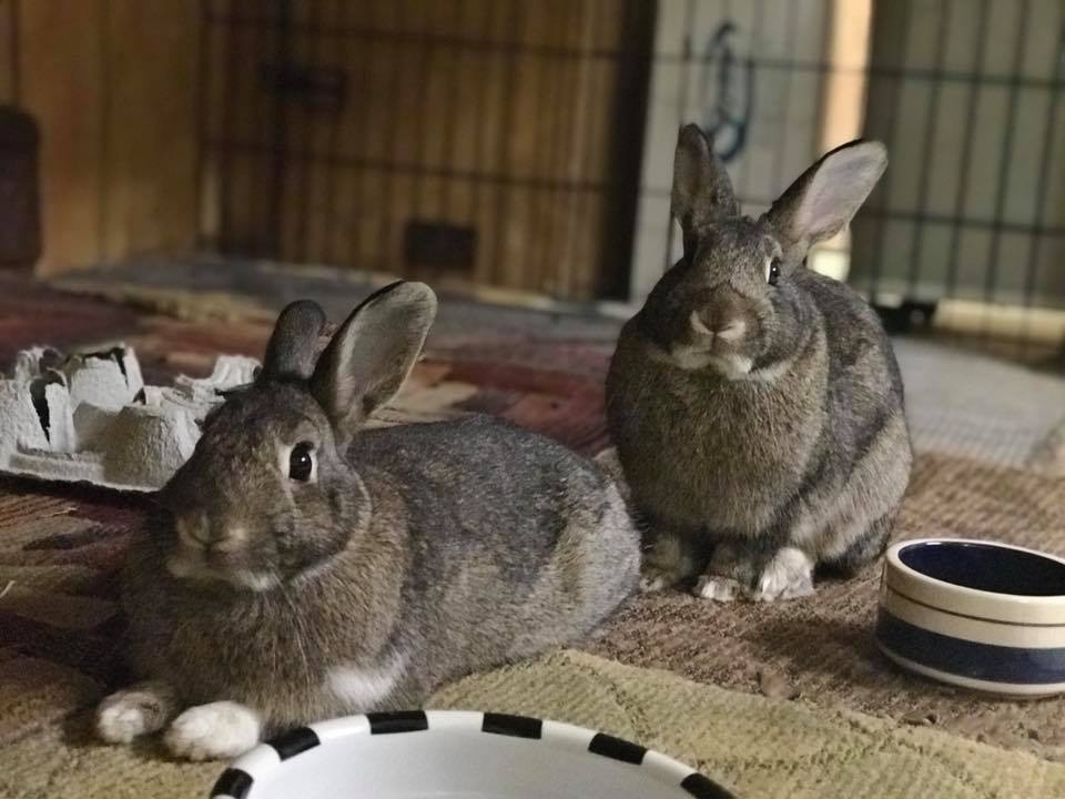 The only thing cuter... - Long Island Rabbit Rescue Group | Facebook