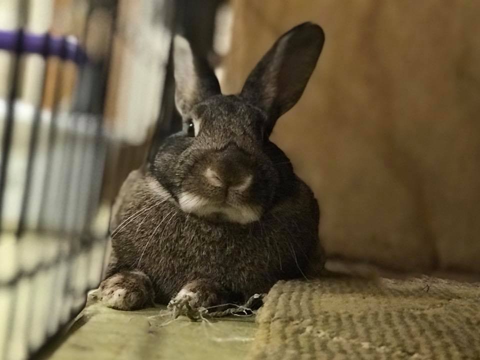 The only thing cuter... - Long Island Rabbit Rescue Group | Facebook
