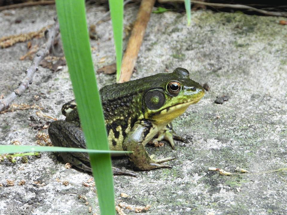 rana clamitans melanota Northern green frog facts and habitat تونر مناسب لكل انواع البشرة Color:Gunmetal Peptides vs Steroids: What's