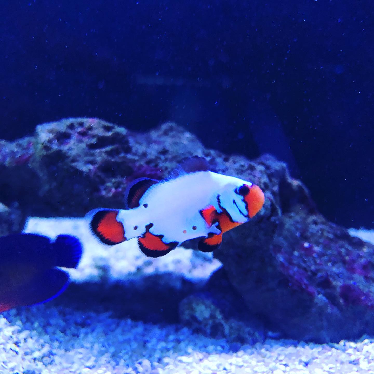 MemFish | Memphis TN