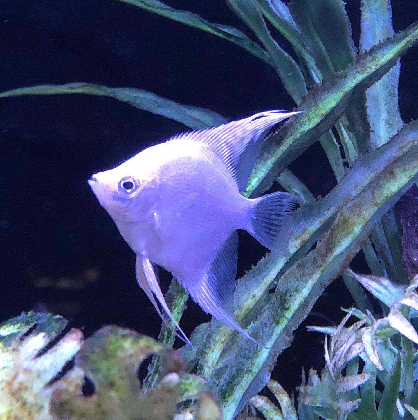 MemFish | Memphis TN
