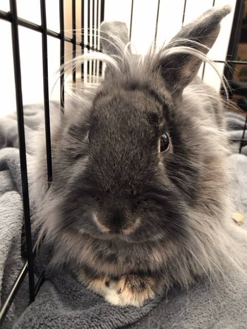 Meet Ru! Ru is one of 4... - Long Island Rabbit Rescue Group